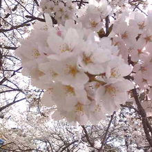 あふれるほど咲いている桜
