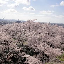 桜の海に見えます