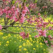 山全体に、1,000本の菊桃が満開