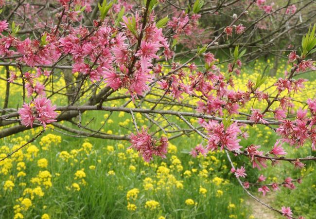 山全体に、1,000本の菊桃が満開