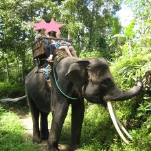 ｼﾞｬﾝｸﾞﾙの中でｱﾗﾝが撮ってくれました