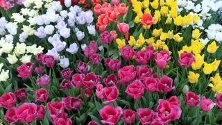 フラワートレイン