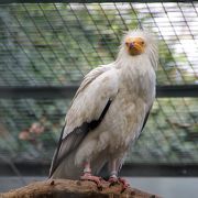 鳥が多いです