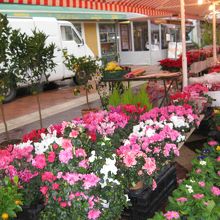 サレヤ広場の朝市を覗いてみて♪