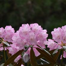 延暦寺境内で満開の石楠花
