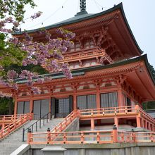 法華総持院阿弥陀堂・東塔と満開の八重桜