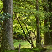 森林浴が出来る新緑の広場
