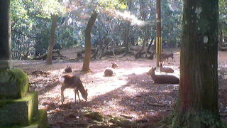 鹿がちょっと人馴れしすぎてますので注意