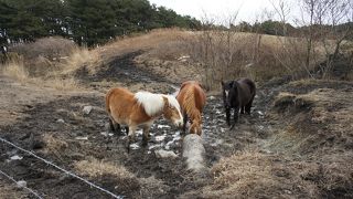 厳冬の寒さの中に立つ「寒立馬」