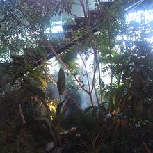 シティダイニングくうてんが緑化されている