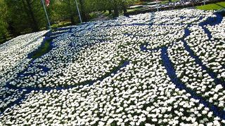 お花のアート♪