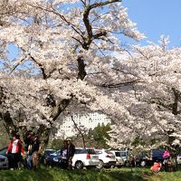 桜並木越しのホテルです。