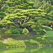 池のそばの松の向こうには赤い橋