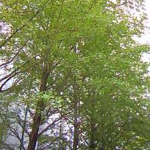 緑いっぱいで、気持ちがいいよ〜♪