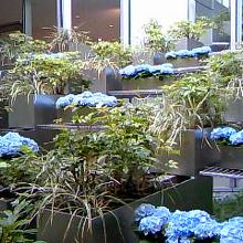 ヒルトンプラザウエスト地下の入り口にも綺麗な紫陽花が♪