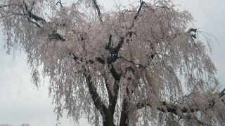 有名なしだれ桜・・円山公園