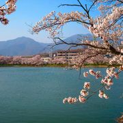 池の周囲を桜が囲む