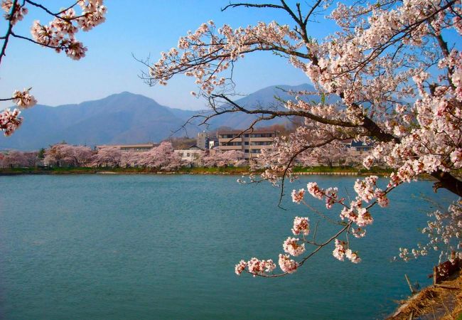 池の周囲を桜が囲む