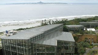 蘭の花がたくさん