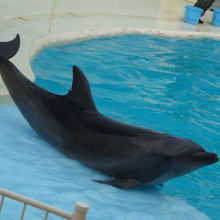 イルカショーのイルカ。最後にバイバイしてくれました。