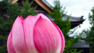 本堂裏のハスの花が見事でした