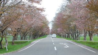 優駿さくらロード