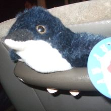 ツアーでもらったぬいぐるみです