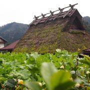 かやぶき屋根の集落が昔なつかしい