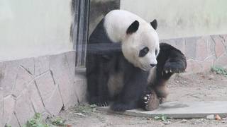 上海動物園