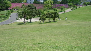 広い芝生とつつじが色鮮やか