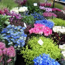 切り花や球根がたくさんあります