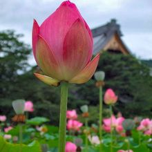 蓮の花と本堂････この写真は2011年8月に撮影しました