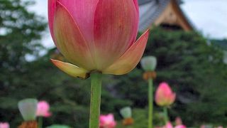 蘇民将来符が有名です