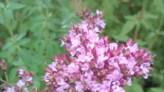 御参りと蕎麦と植物園