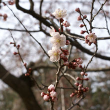 桜の代わりに梅が美しく咲いていました。