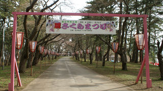五所川原の春の風物詩「さくらまつり」