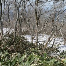 上蒜山への縦走路付近の残雪