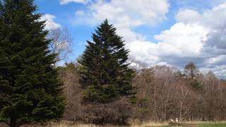 初めて知ったヤマネの生態！！