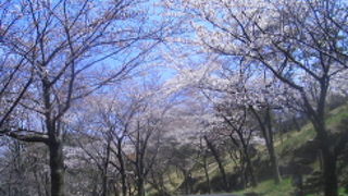 桜の時期もきれいです