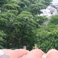 すずめも宇望庵を気に入って住み着いています。