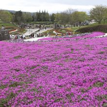 芝桜のじゅうたん