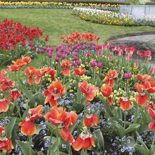 見事なチューリップ