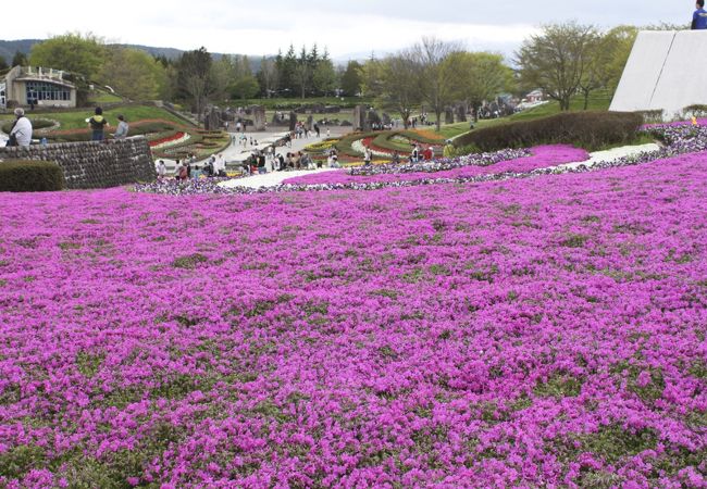 芝桜のじゅうたん