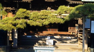 なかなか立派です