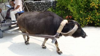 水牛観光がおすすめ