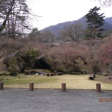 みつばつつじ群生地　ここがピンク色に染まります