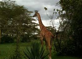 Lake Naivasha Sopa Resort 写真