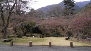 ４月だけ華やかになる公園