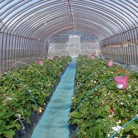 ホテルから少し行った所のいちご狩り