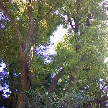 安居神社敷地内にて、緑も豊富で気持ちがいい